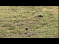 White Stork Eats Mouse