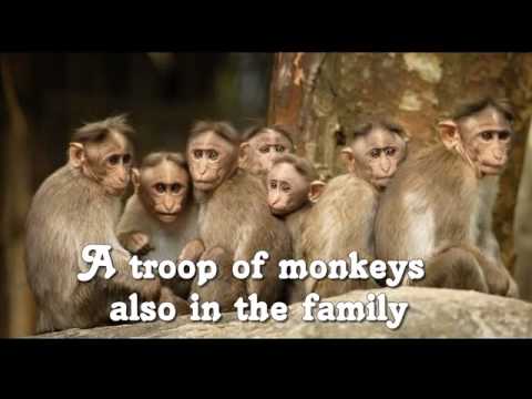 الاسماء الجماعية للحيوانات COLLECTIVE NOUNS FOR ANIMALS IN ENGLISH