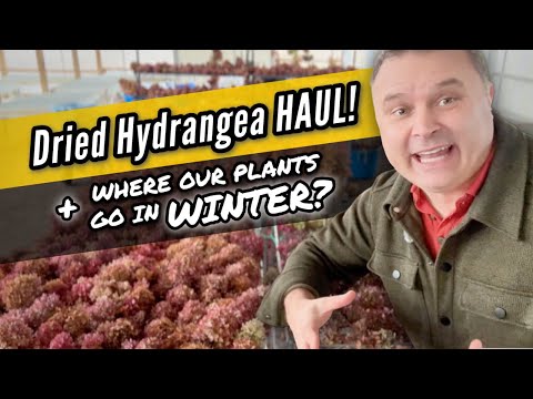 Dried Hydrangeas, Shrub Wrangling & How We Overwinter Trees — Behind the Scenes at the Nursery