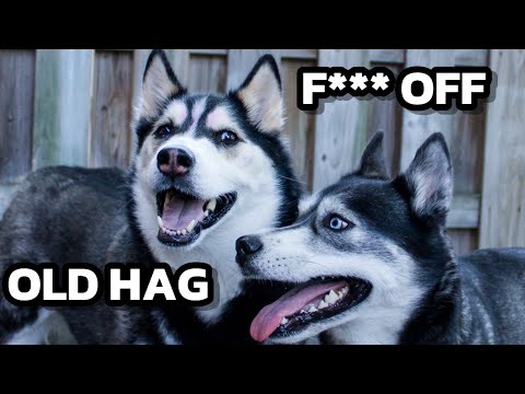 Huskies are the Ultimate Drama Queens! 🤣