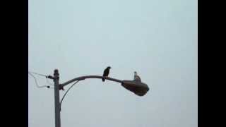 Raven barks back at Mali while seagul holds his ground