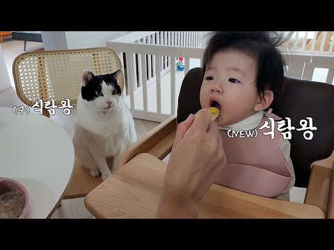 아기 집사의 음식을 호시탐탐 노리는 고양이 레오