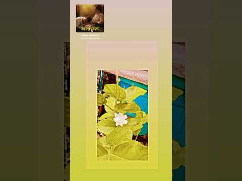 #Mogara......🌼.              #avadhut shorts