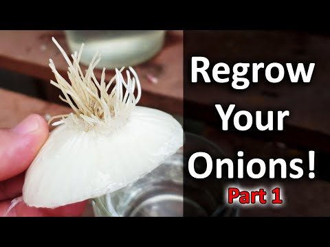 How To Grow An Onion From An Onion Bottom 2019