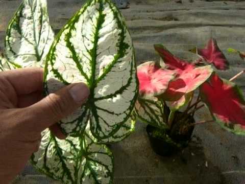 カプルカヤダムについて詳しく解説