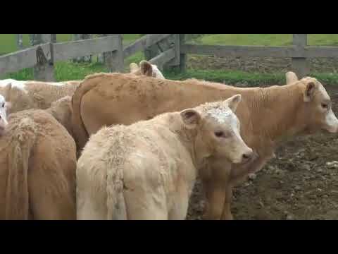 TRIHIBRIDOS. NORMANDO X SIMENTAL Y PADRE CHAROLAIS. EXCELENCIA CARNICA.