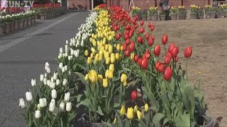 冬咲きチューリップショー