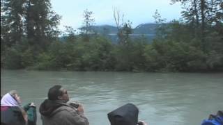 preview picture of video 'Haines from Skagway: Haines Eagle Preserve Wildlife River Adventure - Holland America Line'