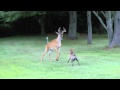 Bosco versus deer 