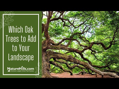 Which Oak Trees to Add to Your Landscape | NatureHills.com