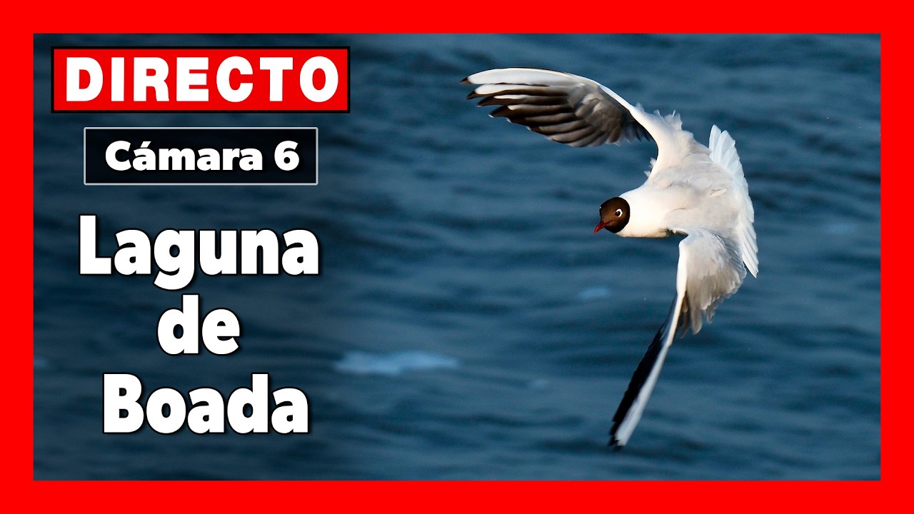 Live webcam view of Aves del Humedal de Boada
