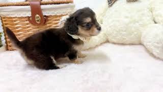 ハーフ犬の動画01