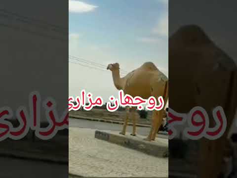 Rojhan Mazari City #funny