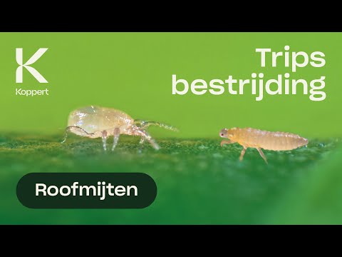 與屋頂藻類一起旅行 (Trips bestrijden met roofmijt Neoseiulus cucumeris)