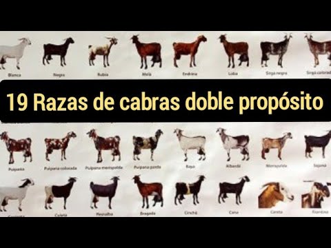 , title : 'Las 19 mejores razas de cabras doble propósito. Producen carne y leche.'