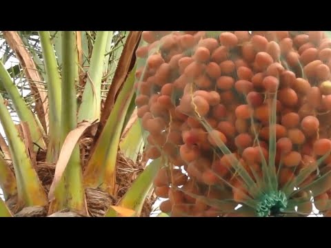 Dates palm Harvesting by Shaking Machine  Packing Dates Modern Agricultural Technology