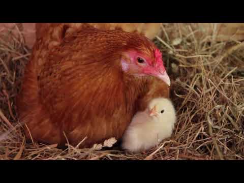 Our chickens hatching