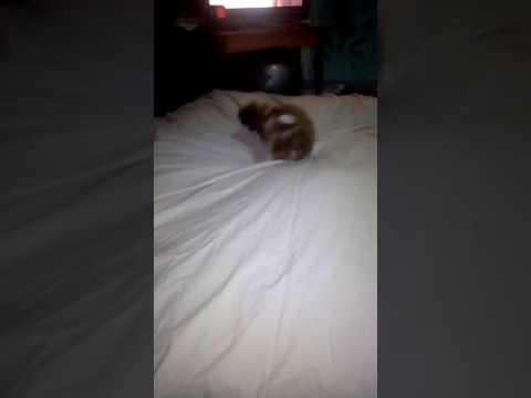 Jessica cautand comori !