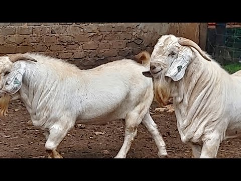 Formulas for feeding goats and sheep on zero grazing and making them drink alot of water