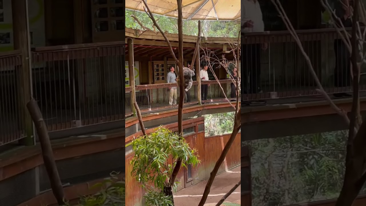 YouTube Short thumbnail