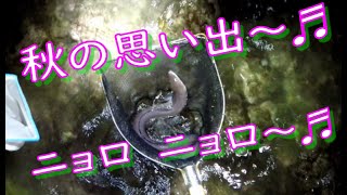 秋の終わりの夜間採集♬　の！思い出動画☆彡　前編（採集・ガサガサ編）