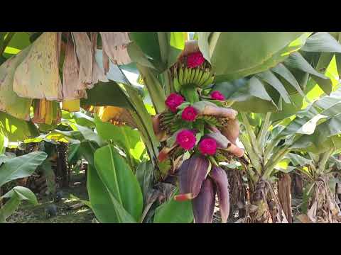 “Panama Disease ke Baad Kela Phir Se Grow Ho Gaya! Amazing Farming Recovery 🌱🍌”