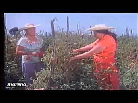 Las gilguerillas "el novillo despuntado"