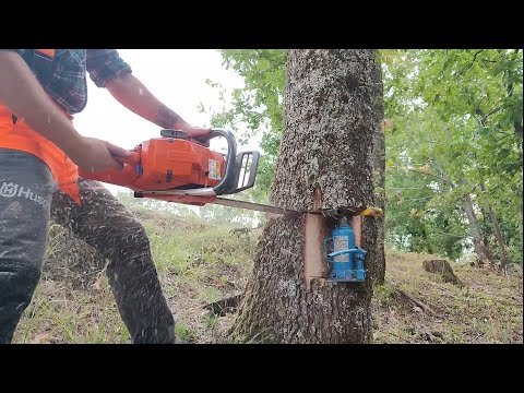 Falling Tree Using A Bottle Jack By AXEHOLE LOGGER 💪🪓  husqvarna 372xp chainsaw