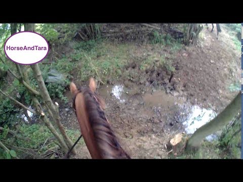 Would Arabian horse Marwan Al Shaqab be as proud of his Grandson as I am?