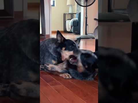 Wrestle wrestle wrestle! 😎