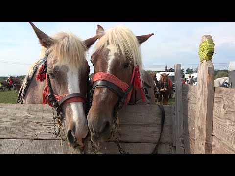 Targul de cai de la Mediesu Aurit, Satu Mare 25 August 2020 Nou!!!