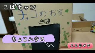 【子猫】part38ここがちょこにおうちを作ったよ！新居紹介！