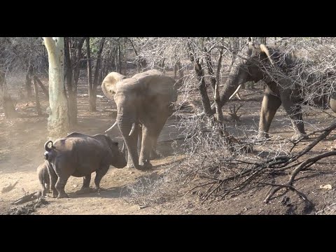 Elephant and rhino interaction