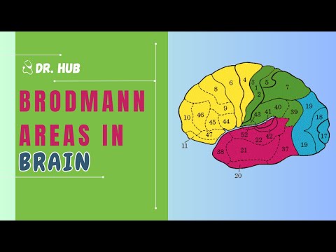 Brodmann Areas In Brain