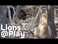The Cubs And The Lioness