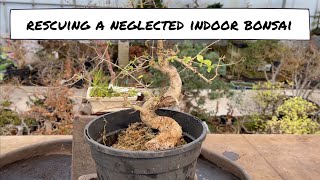 Rescuing a Neglected Indoor Bonsai