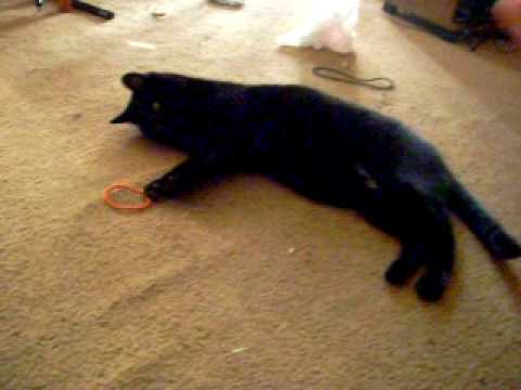 Cid kitty plays fetch