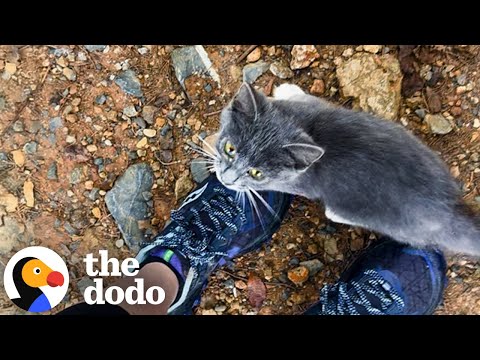 Lost Kitten Is SO HAPPY When She Finally Sees A Hiker Who Can Help | The Dodo