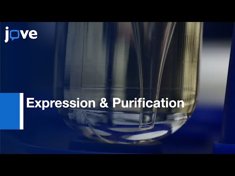 Expression & Purification: Virus-Like Particles For Vaccination l Protocol Preview