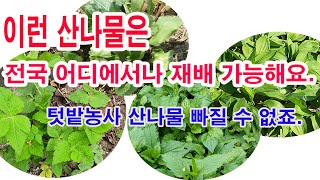 이런 산나물은 전국 어디에서나 쉽게 재배 가능해요. 텃밭농사 산나물 심어 건강하게 보내세요.(산나물 재배, …