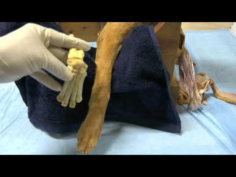 Arthrocentesis of the Carpal Joint