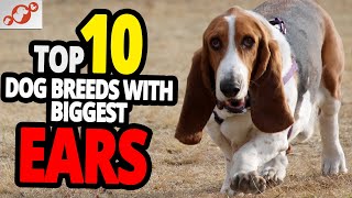 🐕 Dogs With The Biggest Ears - TOP 10 Dog Breeds With The Biggest Ears In The World!
