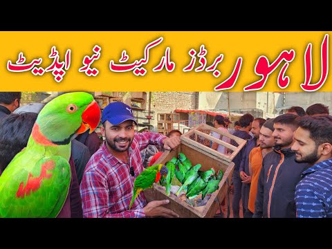 Lahore sunday birds market New update price 1-3-2026 #lahorientertainmentchannel #birds #parrot