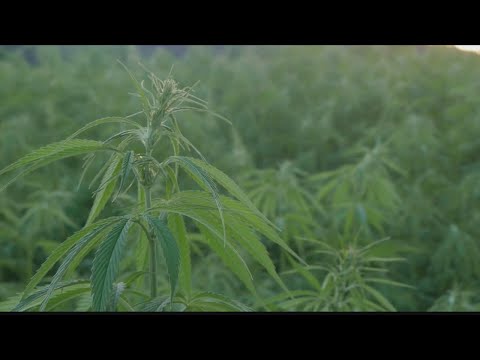 CBD offers potential health benefits, despite stigma