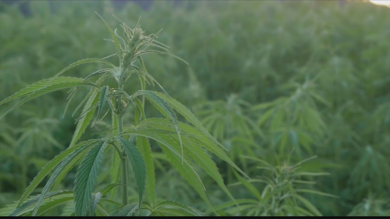 CBD offers potential health benefits, despite stigma