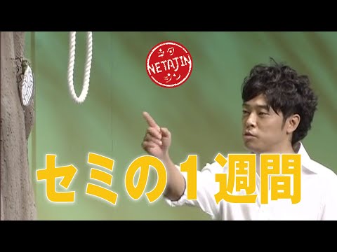 【コント セミの１週間】