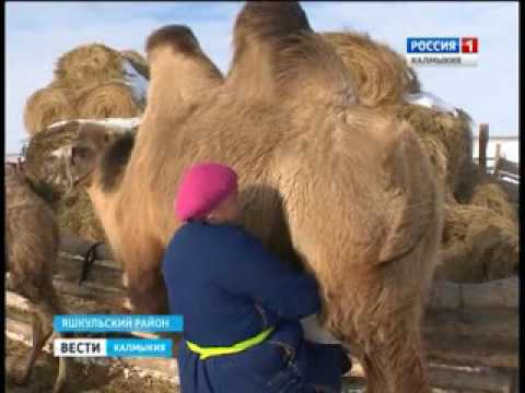 Вести «Калмыкия»: вечерний выпуск 23.11.2016