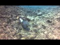 Picture taken during the dive