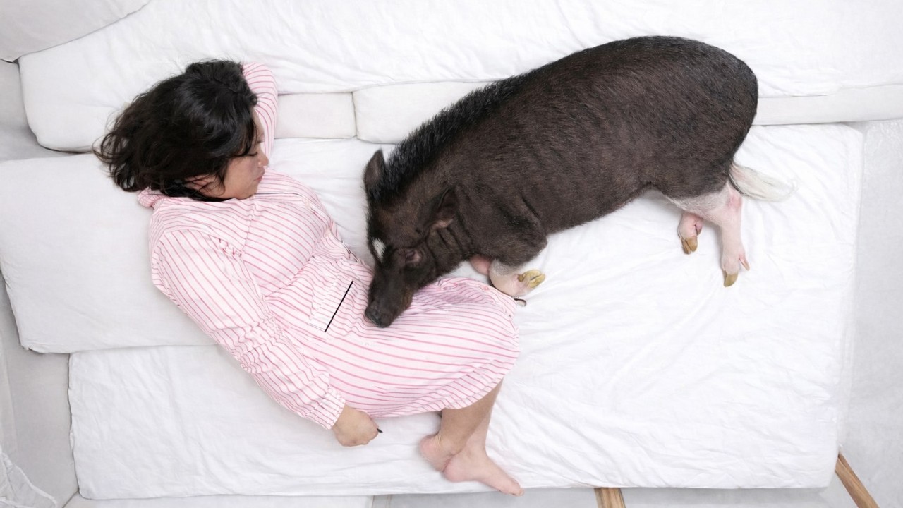 なぜブタは、飼い主の妊娠に一番最初に気づいたのか