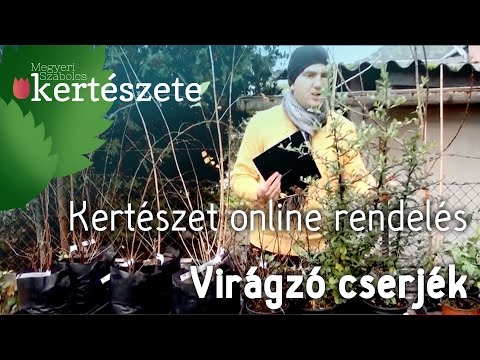 Kertészet online rendelés: Nyíregyháza - virágzó cserjék vásárlása
